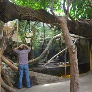 Paca/Caiman Lizard Mixed Exhibit at Duisburg, 17/06/19