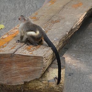 Black-tailed Marmoset Investigates at Duisburg, 17/06/19