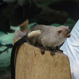 Black-tailed Marmoset Investigates at Duisburg, 17/06/19
