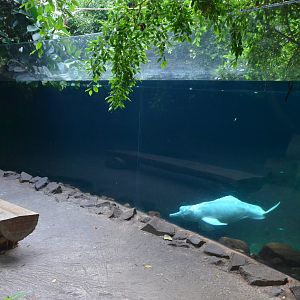 Rio Negro at Duisburg, 17/06/19