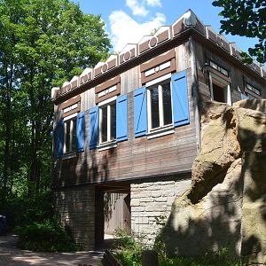Amur Tiger Viewing at Duisburg, 17/06/19