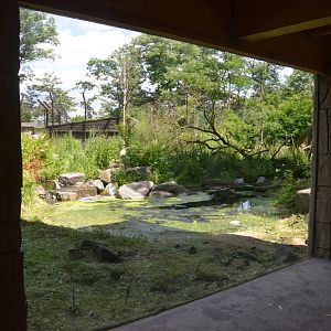 Amur Tiger Viewing at Duisburg, 17/06/19