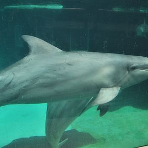 Atlantic Bottle-nose Dolphin at Duisburg, 17/06/19