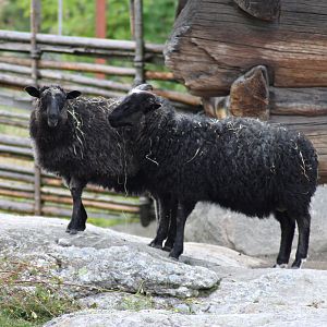 Åsen sheep