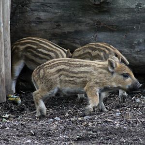 Wild boars