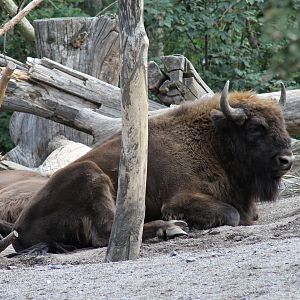 European bison