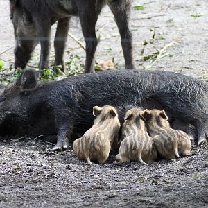 Wild boars