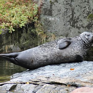 Harbor seal