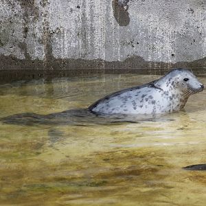 Grey seal