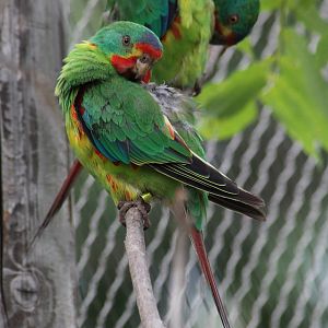 Swift parrots in walk through aviary