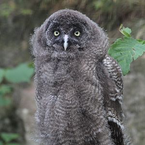 Great grey owl