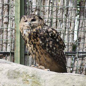 Eurasian eagle-owl