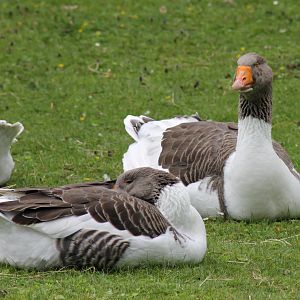Scania geese