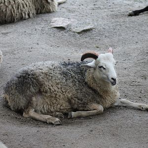Gute sheep