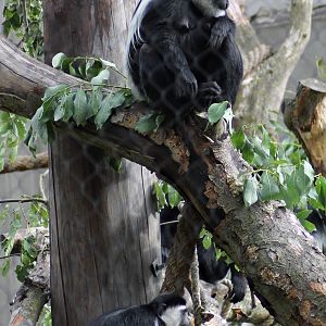 Mantled guereza
