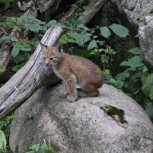 Baby Lynx