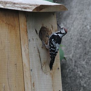 White-backed woodpecker