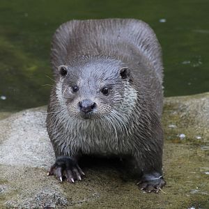 Eurasian otter