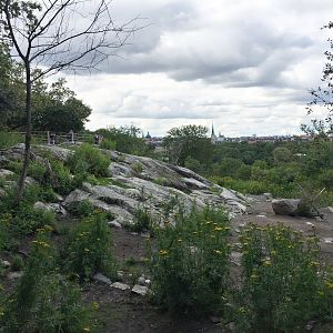 Part of Reindeer enclosure