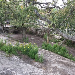 Part of Reindeer enclosure