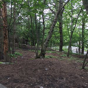 Part of Reindeer enclosure