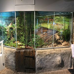 Helix pomatia Terrarium