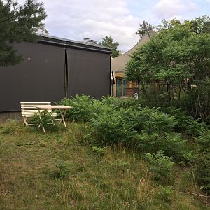 Domestic cat outdoors