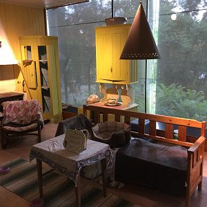 Domestic cat indoors