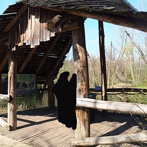 Spider monkey viewing shelter, 2019-03-30