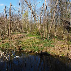 Red-faced spider monkey island, 2019-03-30