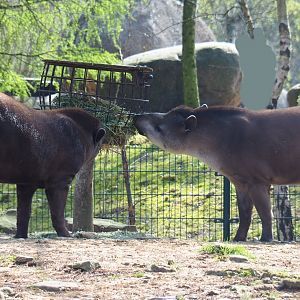 South American tapirs (Tapirus terrestris), 2019-03-30