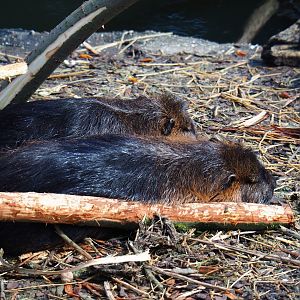 Coypus (Myocastor coypus), 2019-03-30