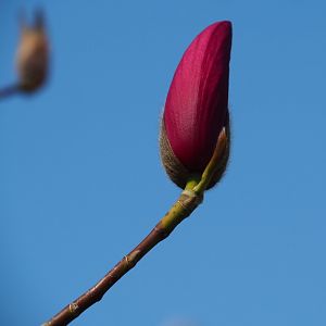Magnolia flower bud, 2019-03-30