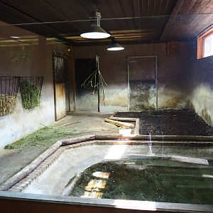 South American tapir indoor housing, 2019-03-30