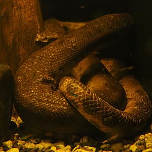 Green anaconda (Eunected murinus) underwater, 2019-03-30