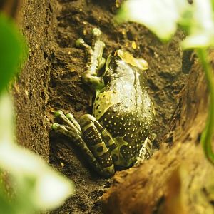 Mission golden-eyed tree frog or Amazon milk frog (Trachycephalus resinifictrix), 2019-03-30
