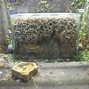 Leafcutter ant (Atta species) fungal gardens, 2019-03-30