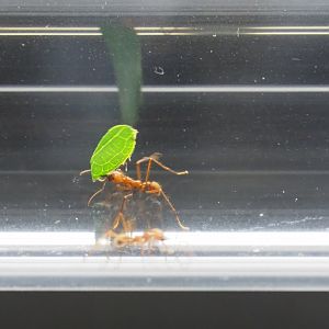 Leafcutter ant (Atta species) carrying leaf fragment through plastic tunnel, 2019-03-30