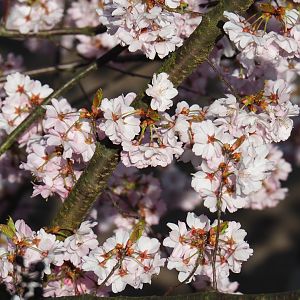 Cherry blossoms (Prunus species), 2019-03-30