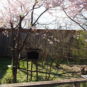 White-faced saki - Golden lion tamarin - Grey-winged trumpeter exhibit, 2019-03-30