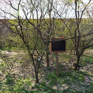 White-faced saki - Golden lion tamarin - Grey-winged trumpeter exhibit, 2019-03-30