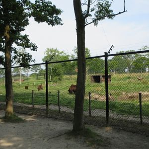 European Brown Bear Exhibit