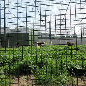 Big Cat Complex - African Lion Exhibit (standard example of enclosure)