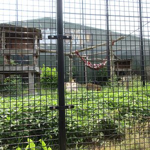 Big Cat Complex - North Chinese Leopard Exhibit