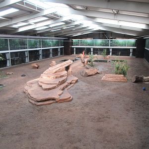 Big Cat Complex - Central Exhibit