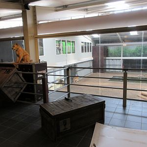 Big Cat Complex - Pedagogical Material