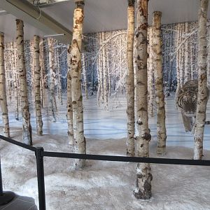 Big Cat Complex - Pedagogical Material (Russian Diorama)