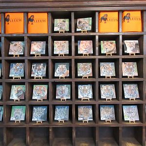 Big Cat Complex - the zoo's 33 cats