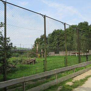 Eurasian Lynx Exhibit