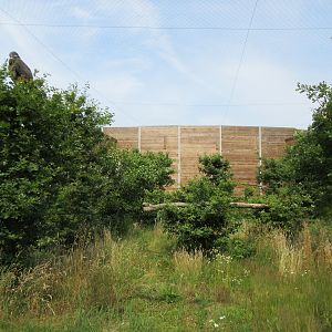 Bird of Prey Complex - Andean Condor Exhibit